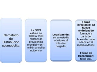Nematodo
de
Distribución
cosmopolita.
La OMS
estima en
1000 a 1500
millones la
prevalencia
mundial y en 1
millón anual la
incidencia.
Localización;
en su estadio
adulto es el
intestino
delgado.
Forma
infectante: El
huevo
embrionado
formado a
partir del
huevo fecundo
o fértil en el
medio exterior.
Forma de
transmisión:
fecal-oral.
 