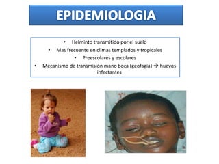 • Helminto transmitido por el suelo
• Mas frecuente en climas templados y tropicales
• Preescolares y escolares
• Mecanismo de transmisión mano boca (geofagia)  huevos
infectantes
 
