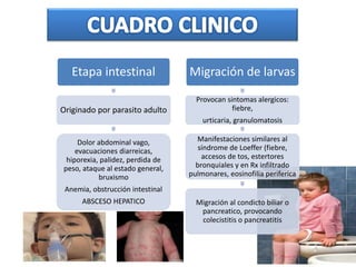 Etapa intestinal
Originado por parasito adulto
Dolor abdominal vago,
evacuaciones diarreicas,
hiporexia, palidez, perdida de
peso, ataque al estado general,
bruxismo
Anemia, obstrucción intestinal
ABSCESO HEPATICO
Migración de larvas
Provocan sintomas alergicos:
fiebre,
urticaria, granulomatosis
Manifestaciones similares al
síndrome de Loeffer (fiebre,
accesos de tos, estertores
bronquiales y en Rx infiltrado
pulmonares, eosinofilia periferica
Migración al condicto biliar o
pancreatico, provocando
colecistitis o pancreatitis
 