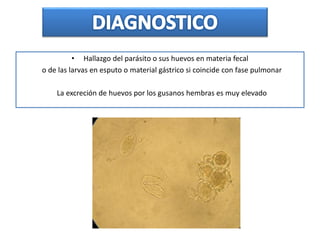 • Hallazgo del parásito o sus huevos en materia fecal
o de las larvas en esputo o material gástrico si coincide con fase pulmonar
La excreción de huevos por los gusanos hembras es muy elevado
 