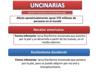 Necator americano y Ancilostoma spp.
Necator americano.
Forma infestante: larva filariforme envainada que penetra
por la piel y se desarrolla a partir de los huevos, en el
medio externo.
Ancilostoma duodenal:
Forma infestante: larva filariforme envainada que penetra
por la piel, pero se puede adquirir por vía oral y
transplacentaria.
Afecta aproximadamente aprox 576 millones de
personas en el mundo
 