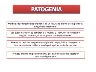 Morbilidad principal de las uncinarias es un resultado directo de las perdidas
sanguíneas intestinales
Los gusanos adultos se adhieren a la mucosa y submucosa de intestino
delgado proximal, usan sus placas cortantes y dientes
Rompe los capilares sanguíneos y digiere la sangre, inhibe la respuesta
inmune mediante la liberación de polipeptidos antiinflamatorios
Provoca anemia e hipoalbuminemia por disminución de la absorción
intestinal de proteínas
 