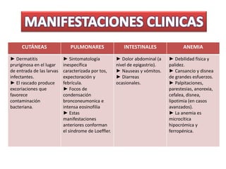 CUTÁNEAS PULMONARES INTESTINALES ANEMIA
► Dermatitis
pruriginosa en el lugar
de entrada de las larvas
infectantes.
► El rascado produce
excoriaciones que
favorece
contaminación
bacteriana.
► Sintomatología
inespecífica
caracterizada por tos,
expectoración y
febrícula.
► Focos de
condensación
bronconeumonica e
intensa eosinofilia
► Estas
manifestaciones
anteriores conforman
el síndrome de Loeffler.
► Dolor abdominal (a
nivel de epigastrio).
► Nauseas y vómitos.
► Diarreas
ocasionales.
► Debilidad física y
palidez.
► Cansancio y disnea
de grandes esfuerzos.
► Palpitaciones,
parestesias, anorexia,
cefalea, disnea,
lipotimia (en casos
avanzados).
► La anemia es
microcítica
hipocrómica y
ferropénica.
 