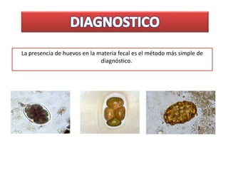 La presencia de huevos en la materia fecal es el método más simple de
diagnóstico.
 