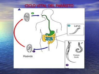 Larva




         Parásito
Huevos    Adulto
 