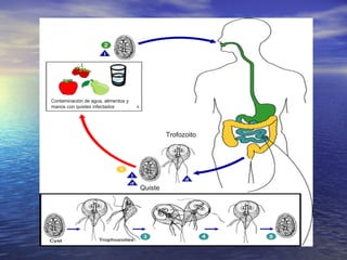 Contaminación de agua, alimentos y
manos con quistes infectados




                                              Trofozoito




                                     Quiste
 