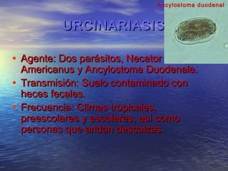 Ancylostoma duodenal


          URCINARIASIS

• Agente: Dos parásitos, Necator
  Americanus y Ancylostoma Duodenale.
• Transmisión: Suelo contaminado con
  heces fecales.
• Frecuencia: Climas tropicales,
  preescolares y escolares, así como
  personas que andan descalzas.
 