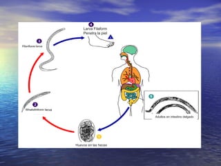 Larva Filaform
    Penetra la piel




                      Adultos en intestino delgado




Huevos en las heces
 