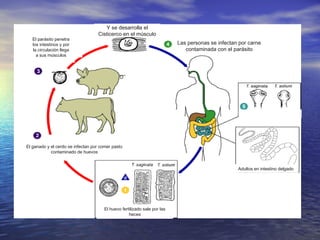 Y se desarrolla el
                                   Cisticerco en el músculo
   El parásito penetra
   los intestinos y por                                                   Las personas se infectan por carne
   la circulación llega                                                      contaminada con el parásito
     a sus músculos




El ganado y el cerdo se infectan por comer pasto
            contaminado de huevos


                                                                                                  Adultos en intestino delgado




                                      El huevo fertilizado sale por las
                                                   heces
 