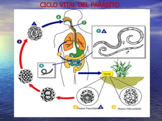heces




Huevo Fecundado           Huevo Infecundado
 
