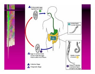 Parasitosis Intestinales Humanas