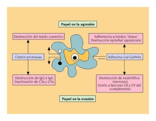 Parasitosis Intestinales Humanas