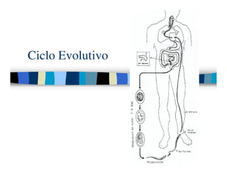 Parasitosis Intestinales Humanas
