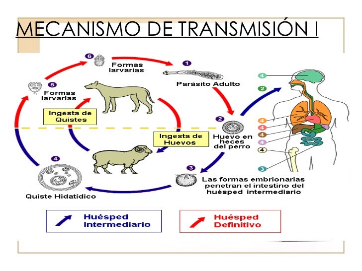 Parasitosis 2