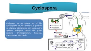 parasitosis intestinal en pediatría .pptx