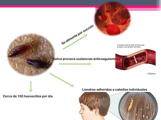 a
Se

li

n
me

ta

r
po

su

ió
cc

n

Saliva provoca sustancias anticoagulantes y

Liendres adheridas a cabellos individuales
Cerca de 150 huevecillos por día

 