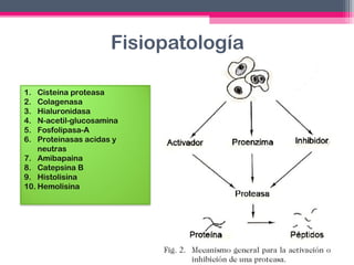 Fisiopatología
1.
2.
3.
4.
5.
6.

Cisteína proteasa
Colagenasa
Hialuronidasa
N-acetil-glucosamina
Fosfolipasa-A
Proteinasas acidas y
neutras
7. Amibapaina
8. Catepsina B
9. Histolisina
10. Hemolisina

 