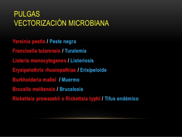 El aceite de ricino la aplicación de los parásitos