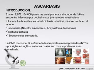 ASCARIASIS
INTRODUCCION.
Existen 7,072,164,006 personas en el planeta y alrededor de 1/6 se
encuentra infectada por geohelmintos (nematodos intestinales).
Ascaris lumbricoides, es la helmintiasis intestinal más frecuente en el
mundo.
 uncinarias (Necator americanus, Ancylostoma duodenale),
Trichuris trichiura
 Strongyloides stercoralis.
La OMS reconoce 17 enfermedades tropicales menospreciadas (NTDs
- por siglas en inglés), entre las cuales son muy importantes esas
parasitosis.
(WHO, 2006; Hotez et al. 2008
 
