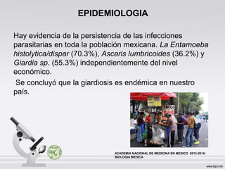 EPIDEMIOLOGIA
Hay evidencia de la persistencia de las infecciones
parasitarias en toda la población mexicana. La Entamoeba
histolytica/dispar (70.3%), Ascaris lumbricoides (36.2%) y
Giardia sp. (55.3%) independientemente del nivel
económico.
Se concluyó que la giardiosis es endémica en nuestro
país.
ACADEMIA NACIONAL DE MEDICINA EN MEXICO 2013-2014:
BIOLOGIA MEDICA .
 