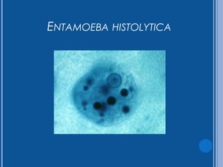 CPHAP 019 Parasitosis en Pediatria