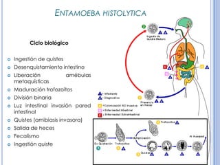 CPHAP 019 Parasitosis en Pediatria