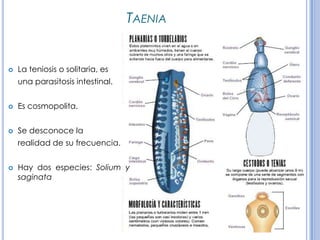 CPHAP 019 Parasitosis en Pediatria