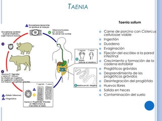 CPHAP 019 Parasitosis en Pediatria