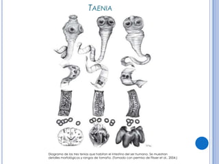 CPHAP 019 Parasitosis en Pediatria