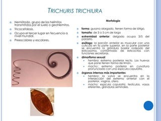 CPHAP 019 Parasitosis en Pediatria