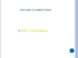 CPHAP 019 Parasitosis en Pediatria