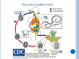 CPHAP 019 Parasitosis en Pediatria