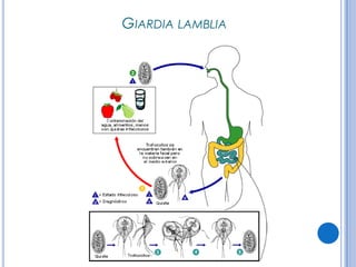 CPHAP 019 Parasitosis en Pediatria