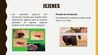 JEJENES
• Los culicoides (jejenes) son
minúsculos insectos que pueden tener
importancia regional para la industria
ganadera. En algunas regiones
también se les denomina mosquitos.
• Periodo de Incubación
• El período de incubación puede oscilar
entre 2 y 21 días.
 