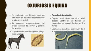 OXIURIOSIS EQUINA
• Es producida por Oxyuris equi, un
nematodo de équidos responsable de
prurito en el periné.
• Se presenta empeoramiento del
estado general del animal y pérdida
del apetito.
• Es parásito del intestino grueso (ciego,
colon y recto).
• Periodo de incubación
• Oxyuris equi tiene un ciclo vital
directo. Dentro de los huevos se
desarrollan las larvas infectivas en 5 a
7 días.
• Los huevos infectivos sobreviven de 8
a 10 semanas en el entorno.
 