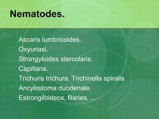 Balantidium coli Infecció del colon per  Entamoeba histolytica , de manera habitual asimptomàtica però que pot produir manifestacions clíniques variables des de la diarrea lleu fins la disenteria greu.   Infecció per  Giardia Lamblia , Asimptomàtica.  