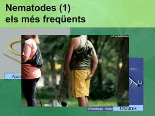 Forma aguda: diarrea aguda, nàusees, febre,... 