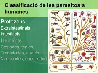 Quadres d’evolució tòrpida:  diarrea crònica, dispèpsia, desnutrició i malabsorció. En nens poden donar retard de desenvolupament físic i cognitiu. 