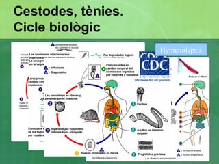 Classificació de les parasitosis humanes Protozous Extraintestinals 