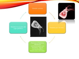 Giardia Lambia
Penetra por vía oral,
Persona a Persona,
Alimentos
contaminados con
excretas, Aguas
contaminadas y
Reservorios animales.
Resisten la acción del
jugo gástrico
 