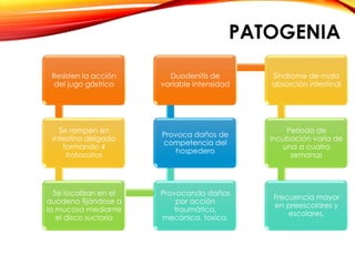PATOGENIA
Resisten la acción
del jugo gástrico
Se rompen en
intestino delgado
formando 4
trofozoitos
Se localizan en el
duodeno fijándose a
la mucosa mediante
el disco suctorio
Provocando daños
por acción
traumática,
mecánica, toxica.
Provoca daños de
competencia del
hospedero
Duodenitis de
variable intensidad
Síndrome de mala
absorción intestinal
Periodo de
incubación varia de
una a cuatro
semanas
Frecuencia mayor
en preescolares y
escolares.
 