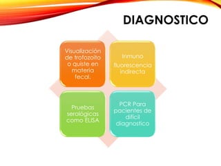 DIAGNOSTICO
Visualización
de trofozoito
o quiste en
materia
fecal.
Inmuno
fluorescencia
indirecta
Pruebas
serológicas
como ELISA
PCR Para
pacientes de
difícil
diagnostico
 