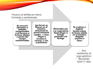 Las larvas se
liberan en el
intestino,
atraviesan la
pared intestinal
(capilar, 10 días)
, llegan a
circulación
venosa, y van
a pulmones
Eliminadas por
vía respiratoria
Hasta llegar a
laringe,
pasando a la
faringe
Se vuelven a
deglutir
localizándose
la forma adulta
en el intestino
delgado
(yeyuno e
íleon)
Al consumir
alimentos o
bebidas
contaminados
o al llevarse a
la boca objetos
o partes del
cuerpo
contaminadas
- Son
resistentes al
jugo gástrico
- Recorrido
total 17 días
*Huevo se fertiliza en tierra
húmeda y sombreada
 