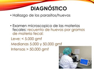 DIAGNÓSTICO
• Hallazgo de los parasitos/huevos
• Examen microscopico de las materias
fecales: recuento de huevos por gramos
de materia fecal:
Leve: < 5.000 gmf
Medianas 5.000 y 50.000 gmf
Intensas > 50.000 gmf
 