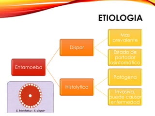 ETIOLOGIA
Entamoeba
Dispar
Mas
prevalente
Estado de
portador
asintomático
Histolytica
Patógena
Invasiva,
puede causar
enfermedad
 