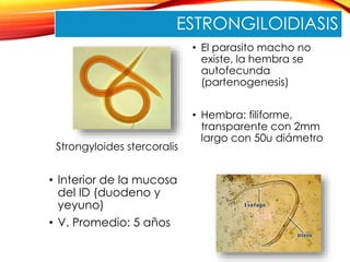 ESTRONGILOIDIASIS
Strongyloides stercoralis
• Interior de la mucosa
del ID (duodeno y
yeyuno)
• V. Promedio: 5 años
• El parasito macho no
existe, la hembra se
autofecunda
(partenogenesis)
• Hembra: filiforme,
transparente con 2mm
largo con 50u diámetro
 
