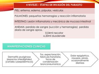 4 NIVELES – ETAPAS DE INVASIÓN DEL PARASITO
PIEL: eritema, edema, pápulas, vesículas
PULMONES: pequeñas hemorragias y reacción inflamatoria
INTESTINO: Lesión inflamatoria y mecánica de mucosa intestinal
ANEMIA: perdida de sangre (succión y hemorragias) perdida
diaría de sangre aprox.
0.04ml necator
o,20ml duodenale
Dermatitis pruriginosa
(espacios interdigitales)
(canales subepidermicos)
Tos, expectoración,
febrícula transitoria,
focos de
condensación
bronconeumonica
Dolor epigástrico,
nauseas, pirosis,
ocasionalmente
diarreas
MANIFESTACIONES CLINICAS
 