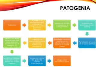 PATOGENIA
Trofozoítos
Adhieren a la
mucosa del colon
mediante un
receptor de lecitina
galactosa
especifico
Resistencia a la lisis
mediada por el
complemento
Liberación de
proteinasa rica en
cisteína
Penetración a través
de la capa epitelial
Requieren contacto
directo con la
células diana para
producir la muerte
celular
Liberación de
péptidos formadores
de esporas,
fosfolipasas y
hemolisinas
Destrucción tisular
(ulceras) con muy
poca respuesta
inflamatoria local
debido a su
capacidad citolítica
Multiplican y dividen
lateralmente por
debajo del epitelio
intestinal
Ulceras con forma
de botón de
camisa
(características)
Ciego, colon
transverso y sigma
 