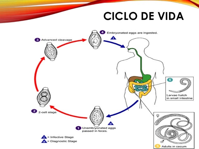 El tratamiento de la cifoscoliosis del departamento de pecho