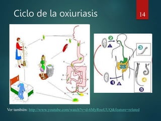 Ciclo de la oxiuriasis 14
Ver también: http://www.youtube.com/watch?v=d-6MyRnoUUQ&feature=related
 